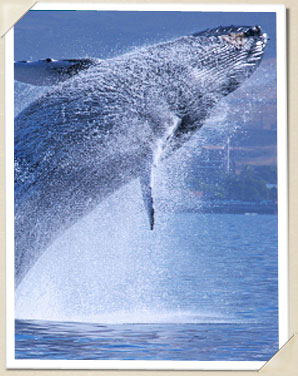Whale Breaching