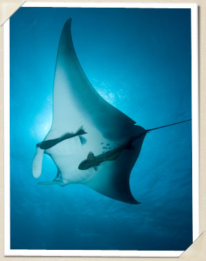 Diving with Manta Rays